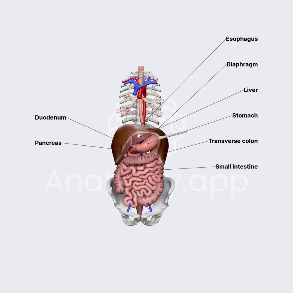 Location and relations of stomach