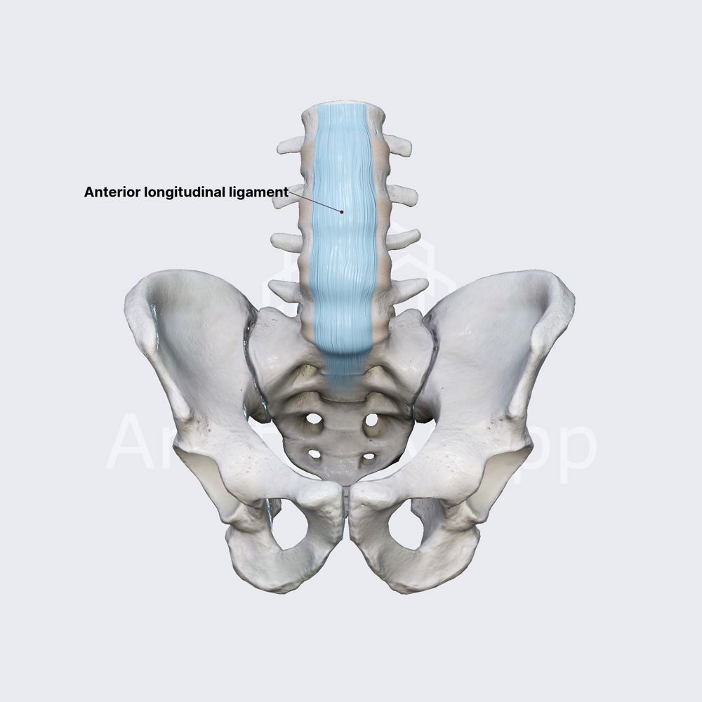Long ligaments of vertebral column