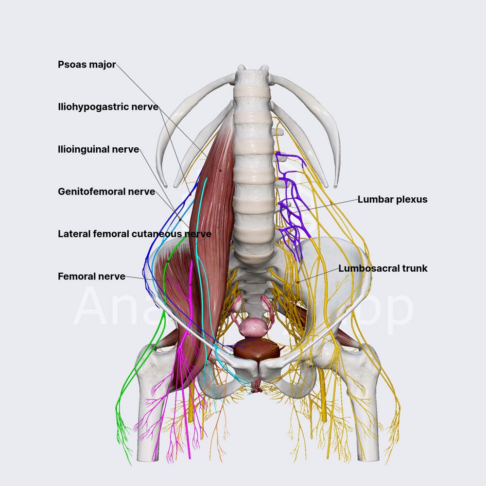 Lumbar plexus (female pelvis)