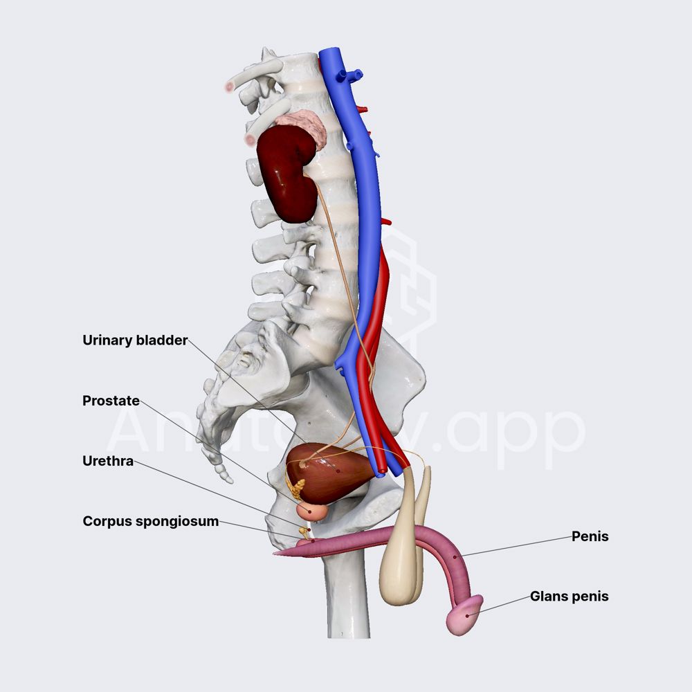 Male urethra