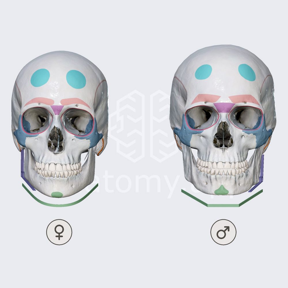Male vs. female skull differences