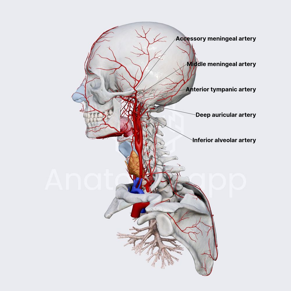 Mandibular part of maxillary artery