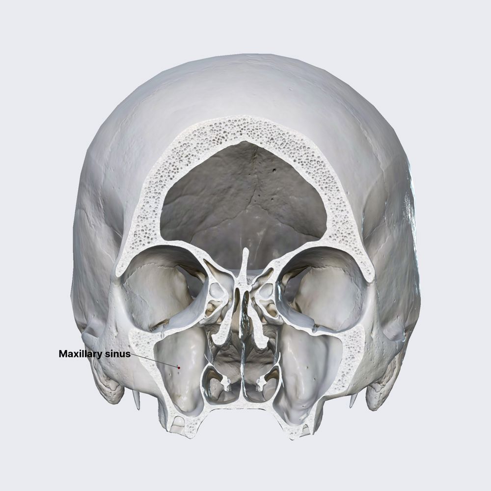 Maxillary sinus