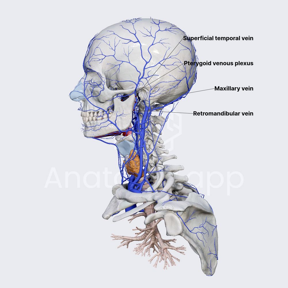 Maxillary vein