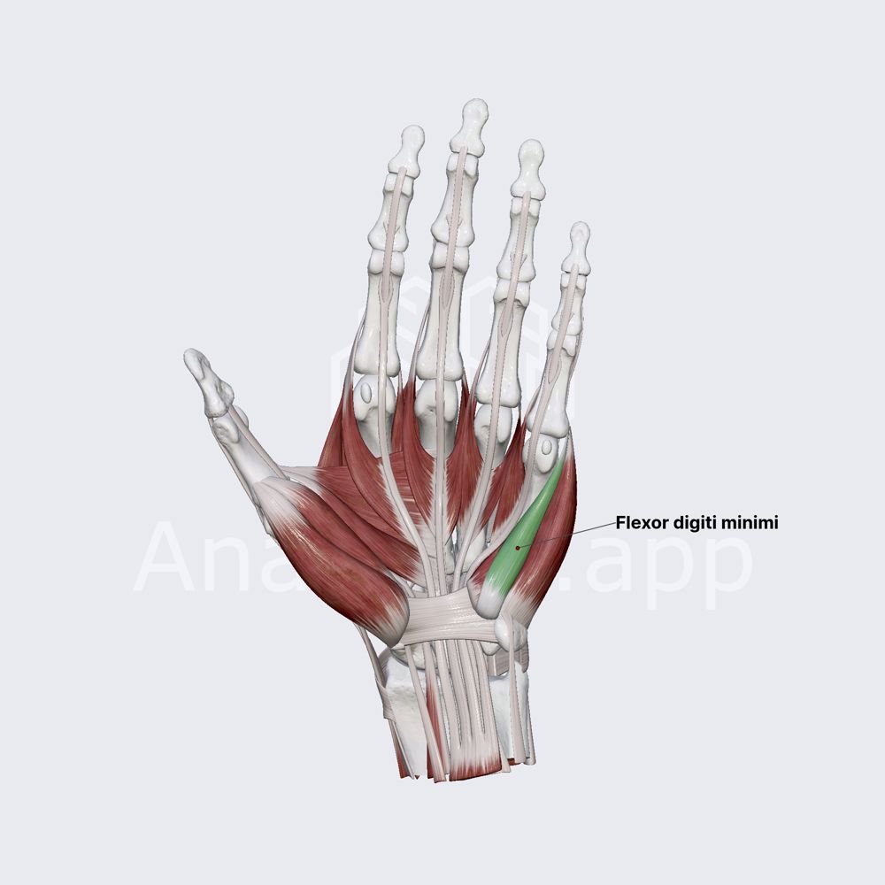 Flexor digiti minimi