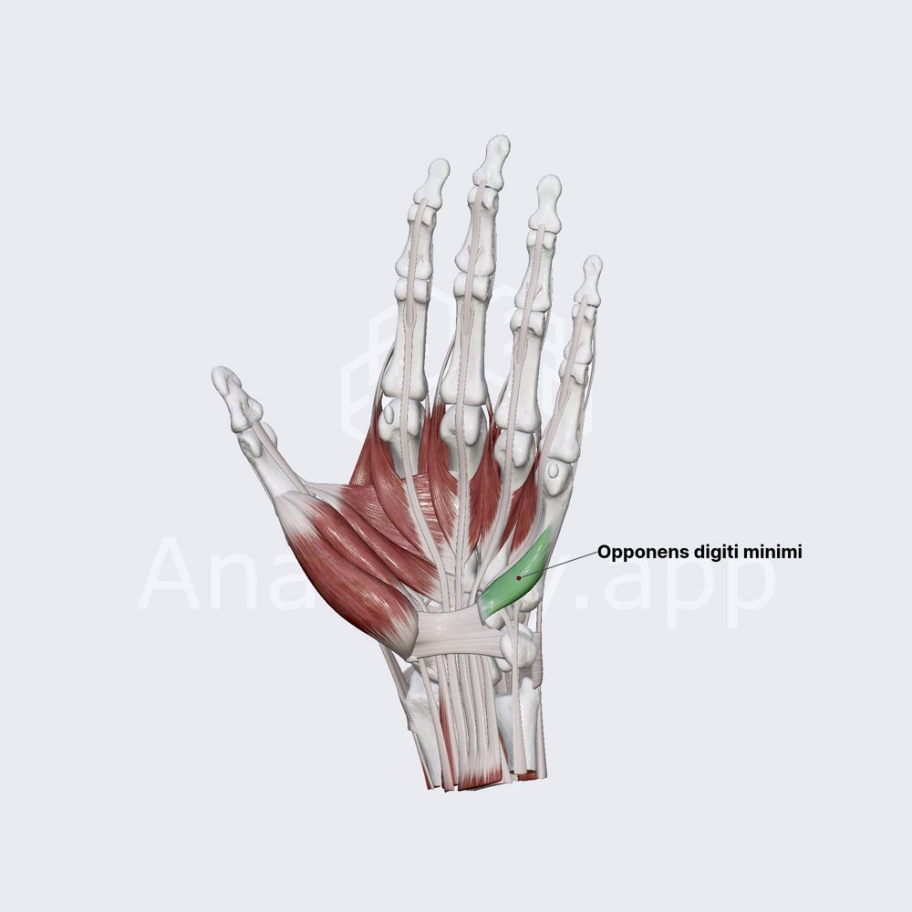 Opponens digiti minimi