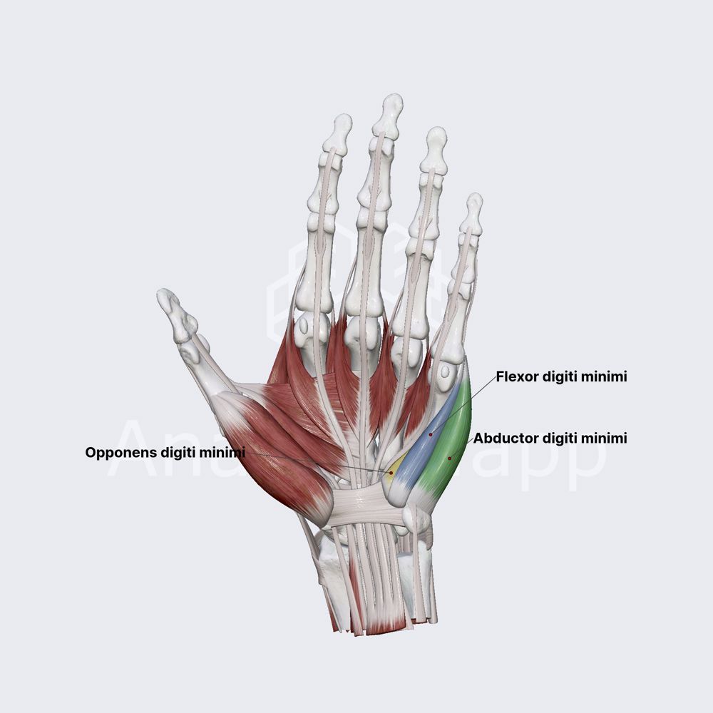 Medial muscles of hand (muscles of little finger)