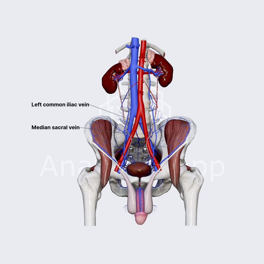 Median sacral vein (medial sacral vein)