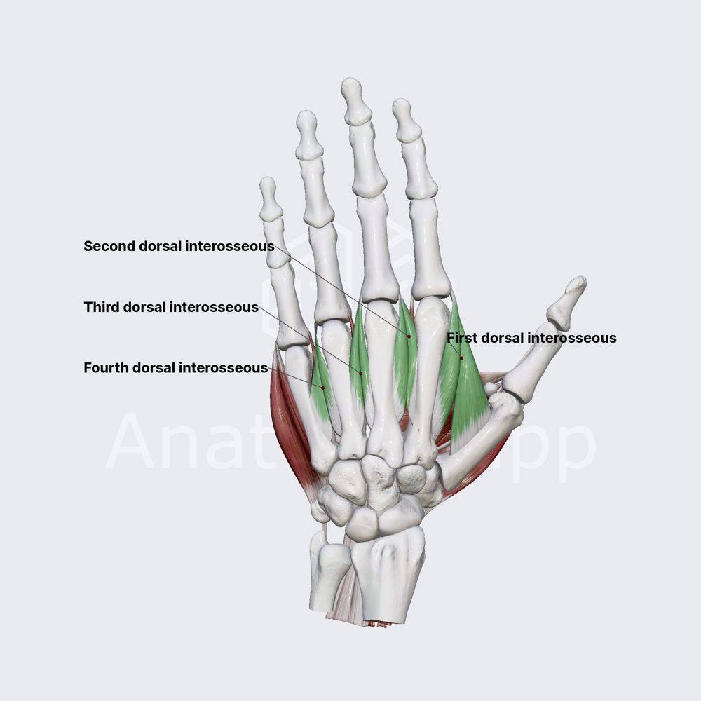 Dorsal interossei muscles of hand