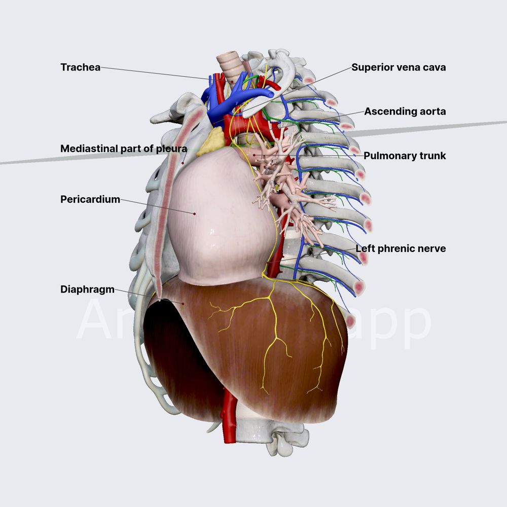 Middle mediastinum