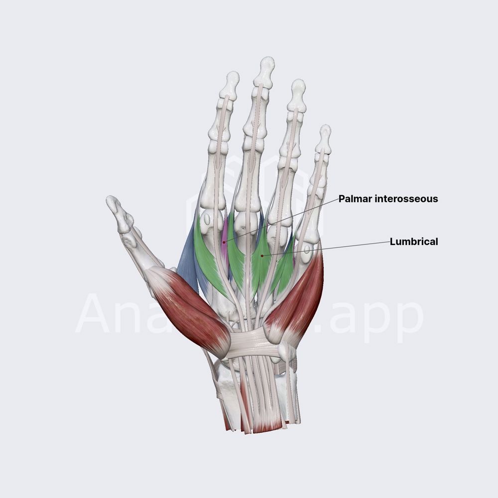 Middle or intermediate muscles of hand 