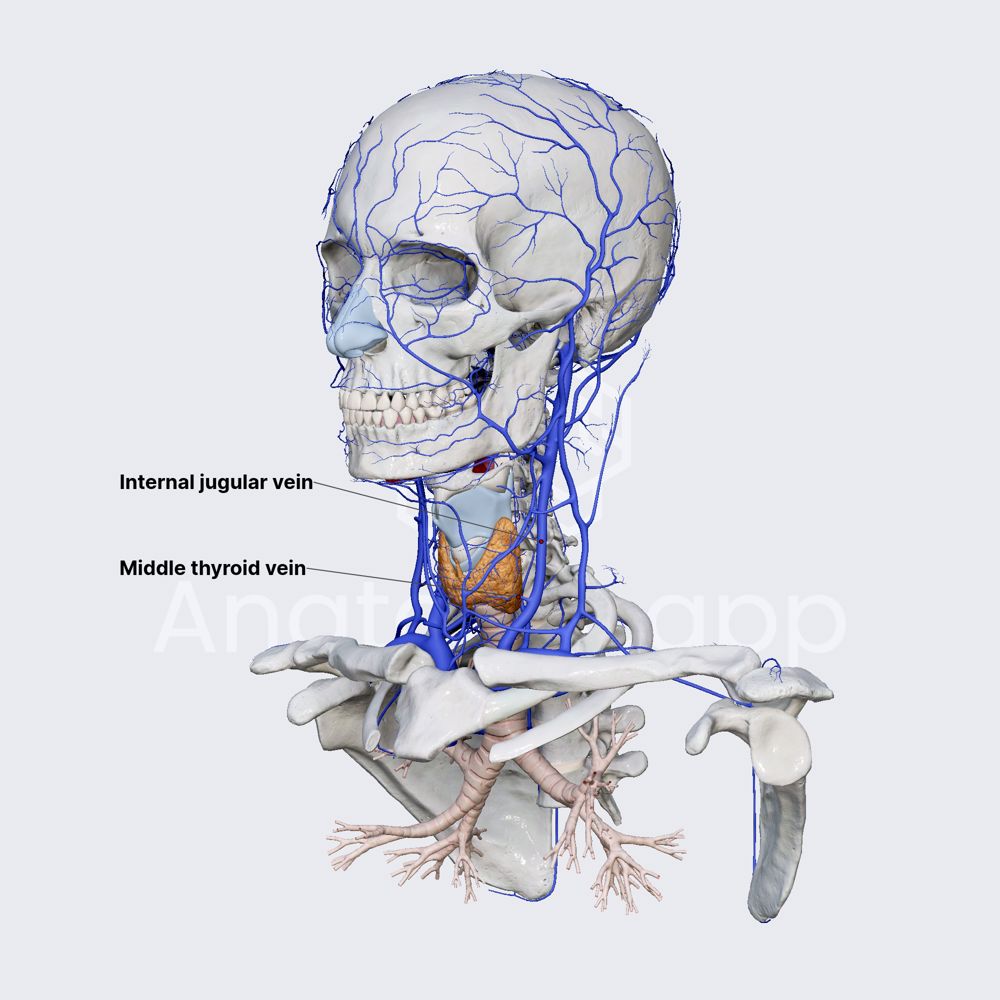 Middle thyroid vein