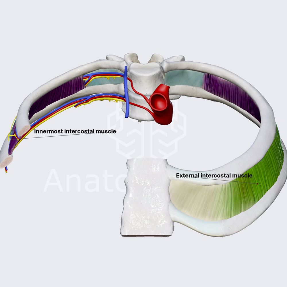 Muscles of intercostal spaces