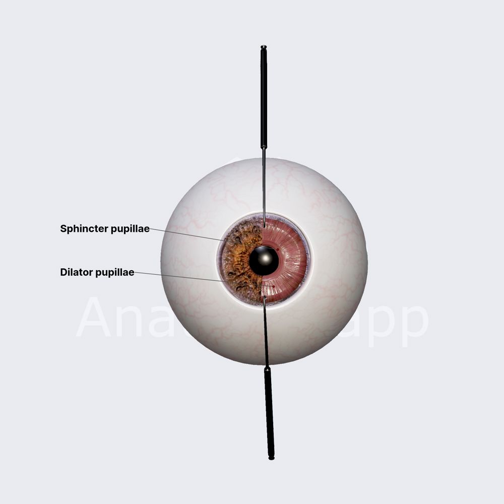 Muscles of iris