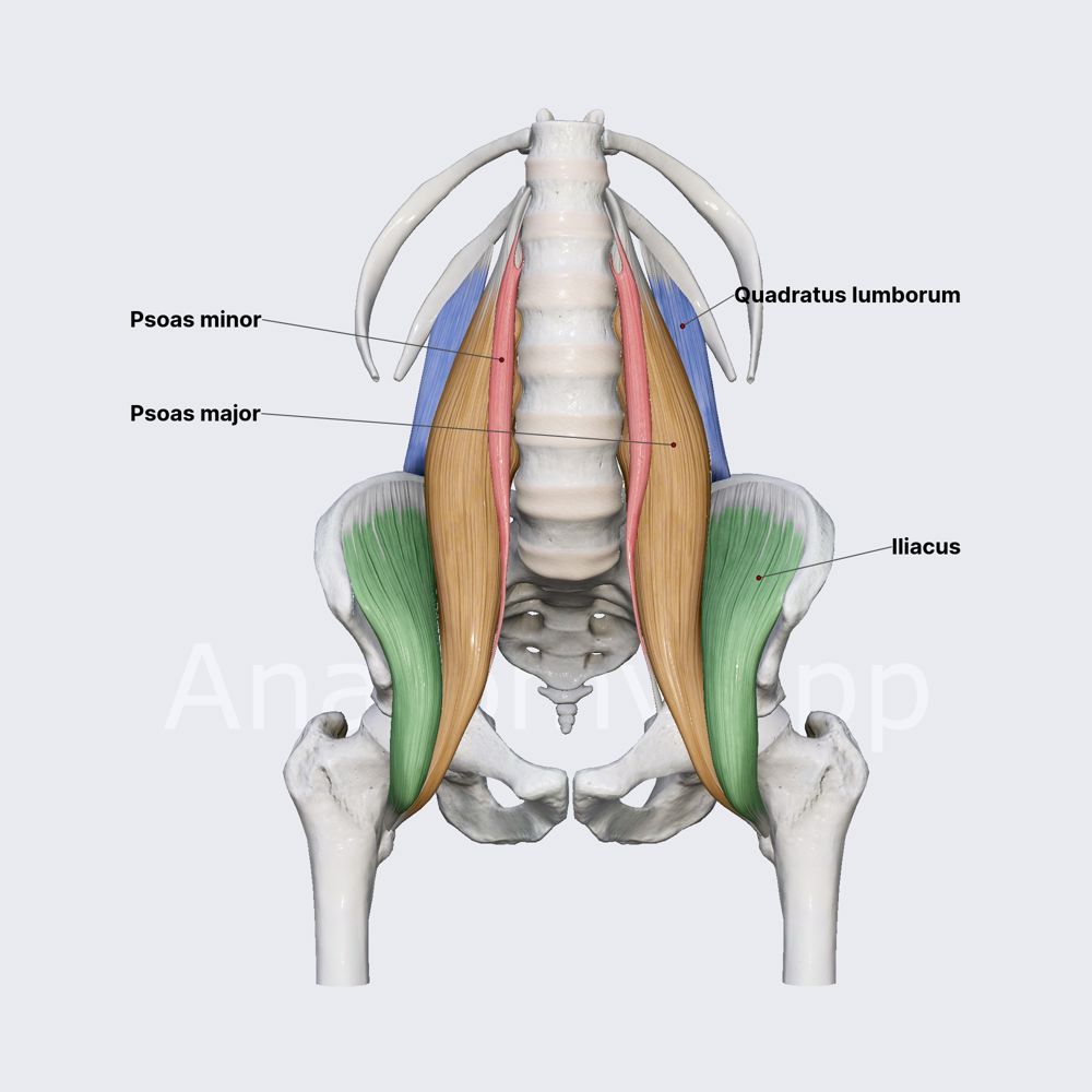 Posterior abdominal wall muscles (overview)