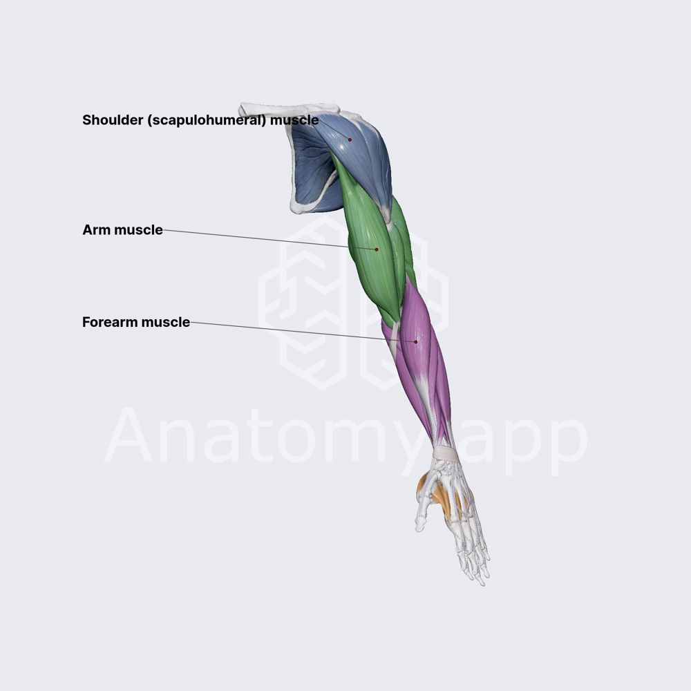 Muscles of upper limb (overview)