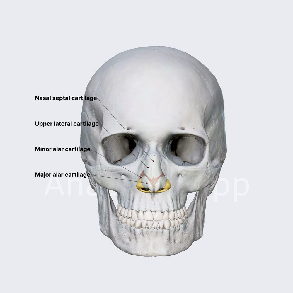 Nasal cartilages