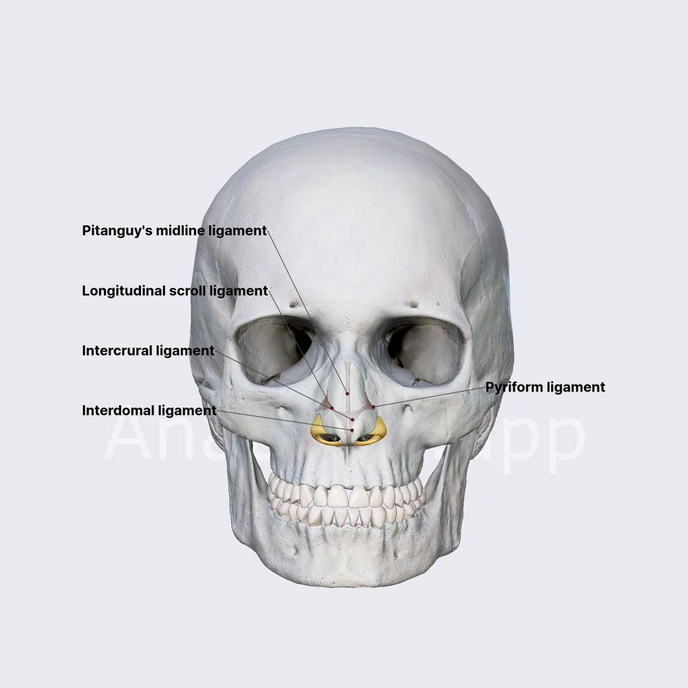Nasal ligaments