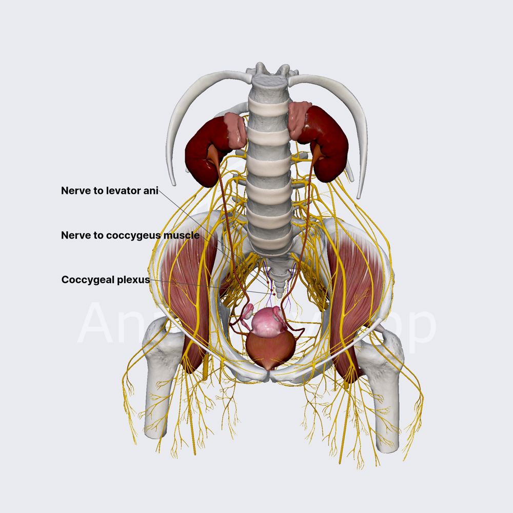 Nerve to coccygeus muscle (female pelvis)