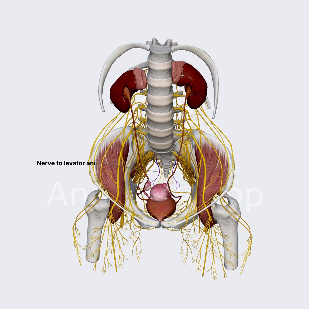 Nerve to levator ani (female pelvis)