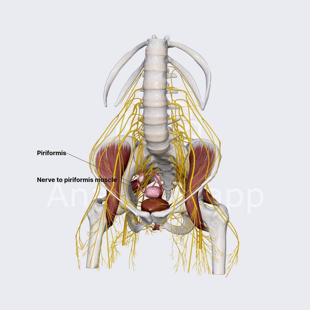 Nerve to piriformis muscle (female pelvis)