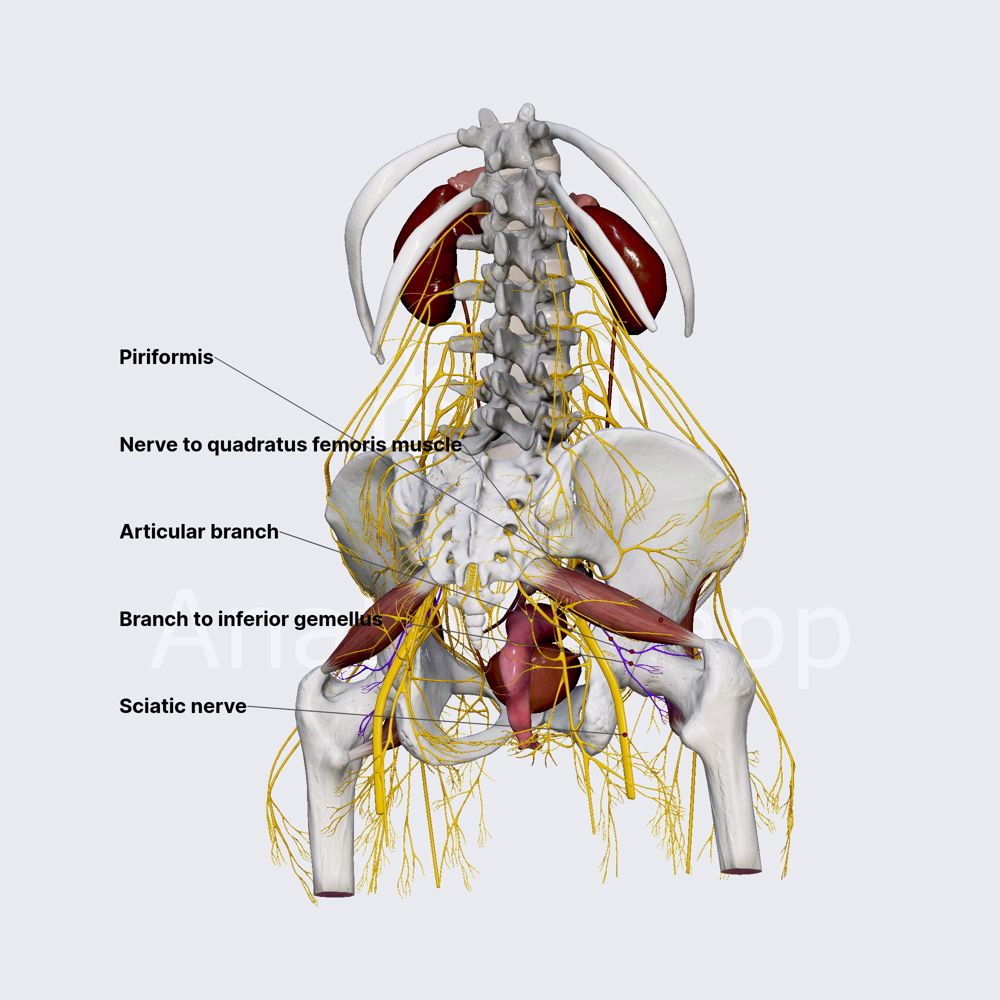 Nerve to quadratus femoris muscle (female pelvis)