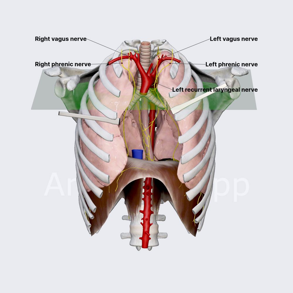 Nerves of superior mediastinum