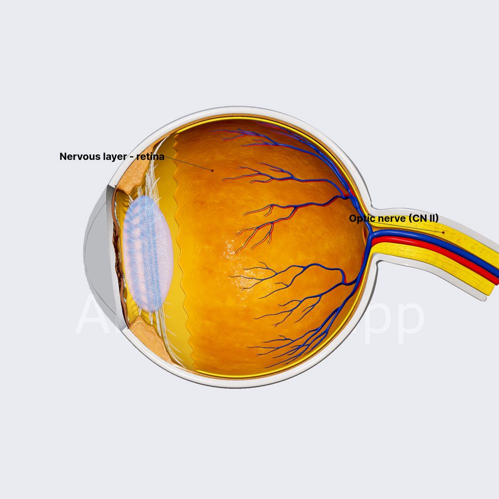 Nervous layer of eyeball