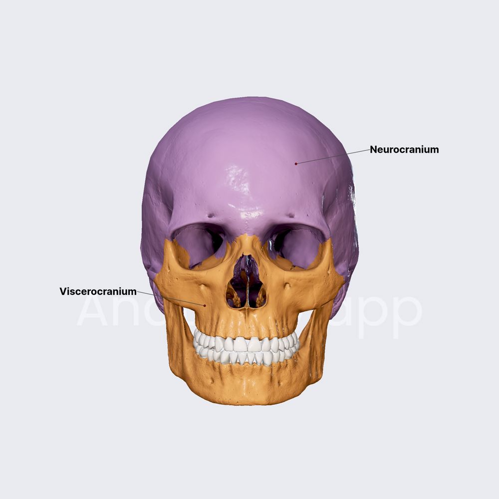 Parts of skull (neurocranium and viscerocranium)