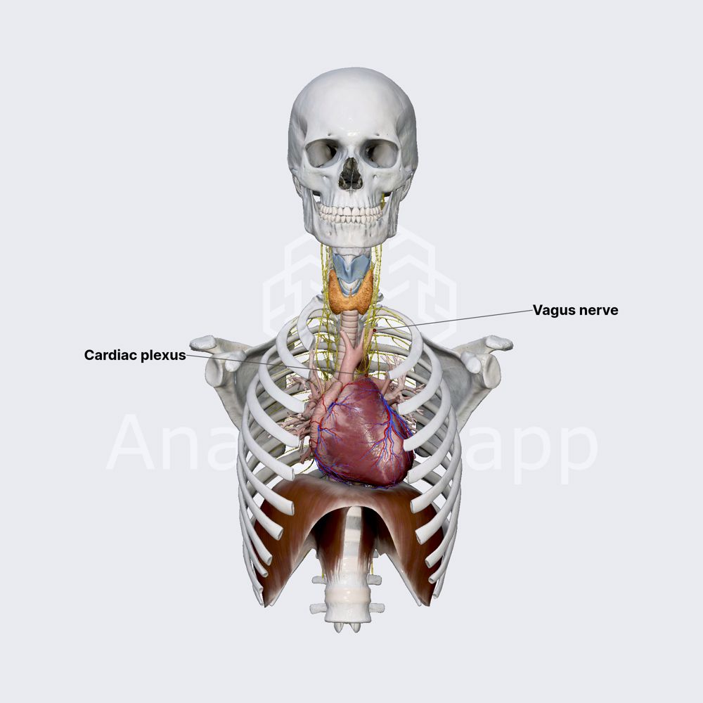 Neurovascular supply of heart