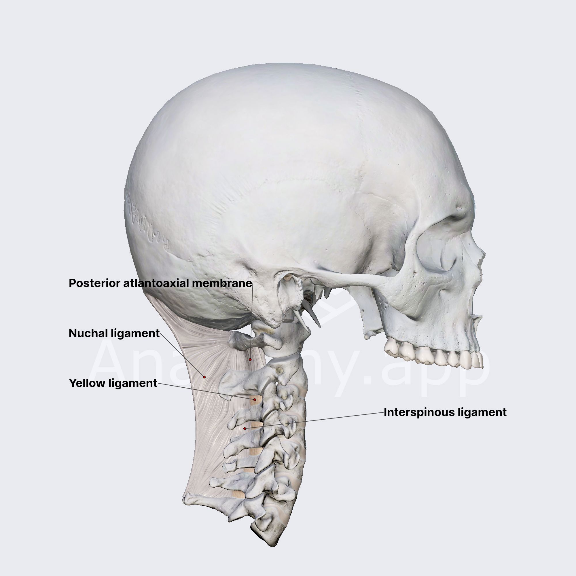 Nuchal ligament and interspinous ligaments | Anatomy.app, image size:2000x2000