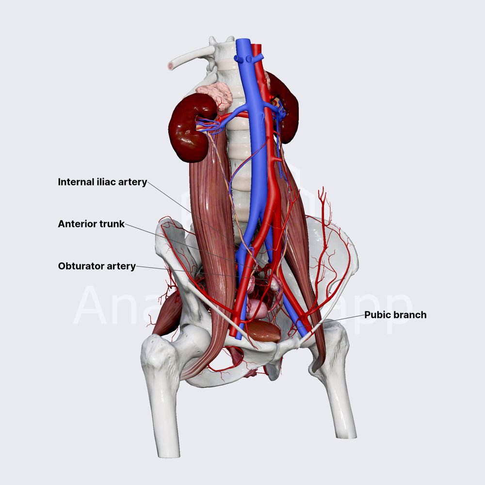 Obturator artery (female pelvis)