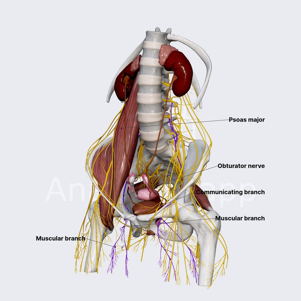 Obturator nerve (female pelvis)