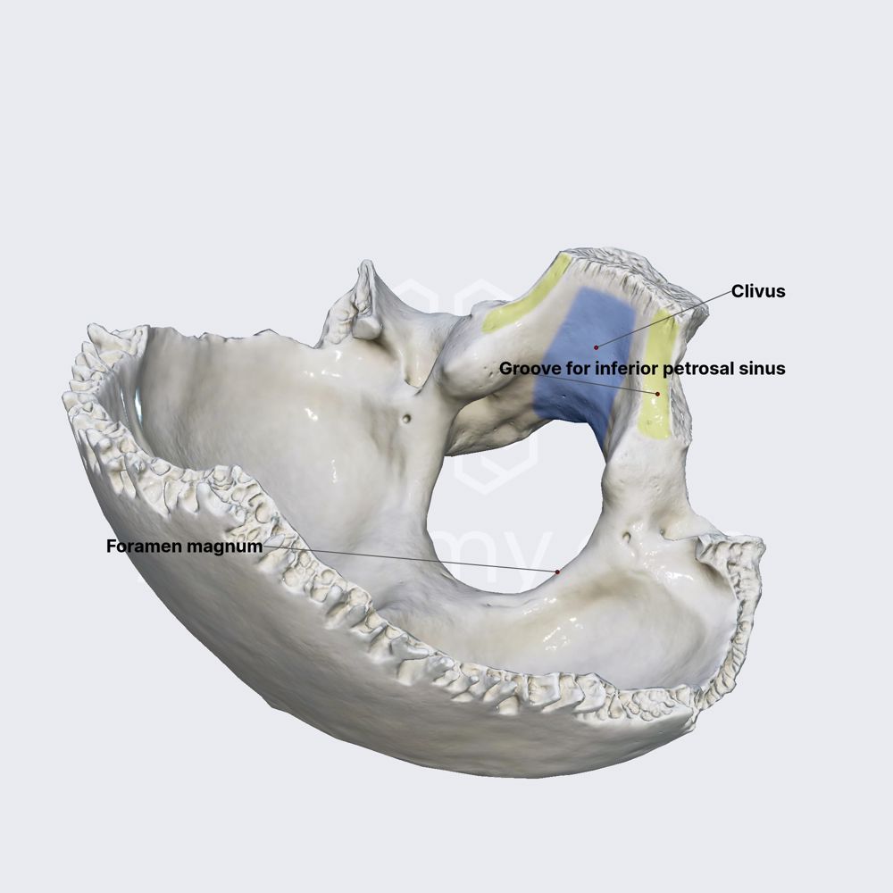 Occipital bone (landmarks)