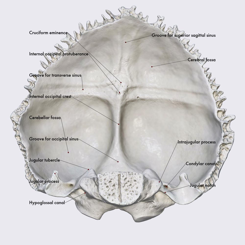 Occipital bone (landmarks) | Skull | Head and Neck | Anatomy.app ...