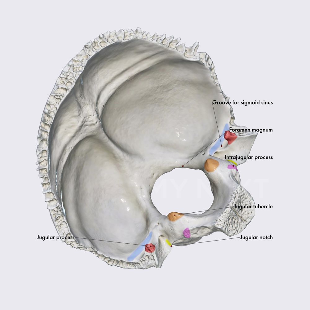 Occipital bone (lateral parts)