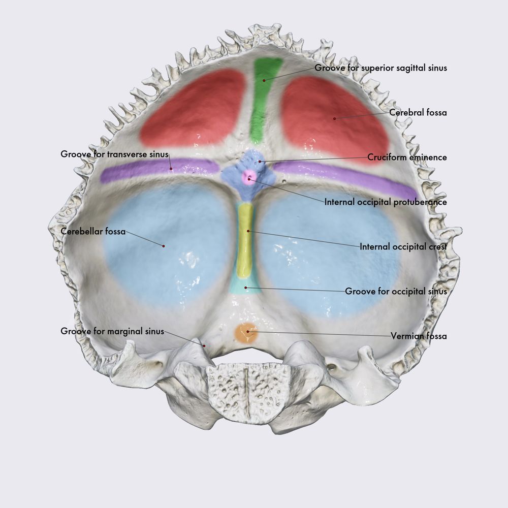 Occipital bone (squamous part)