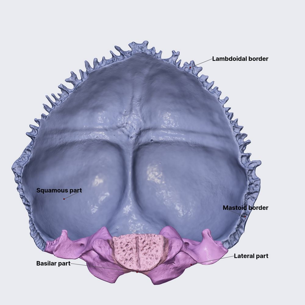 Occipital bone (parts)