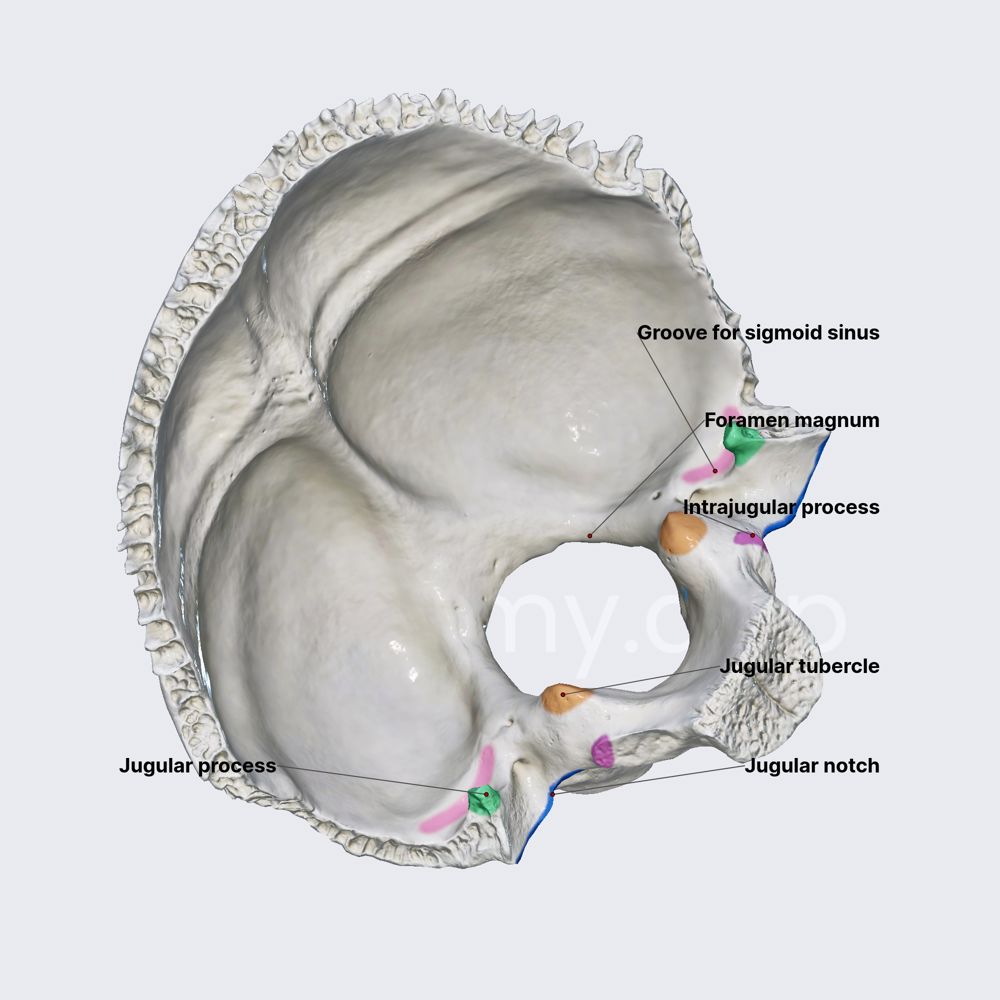 Occipital bone (lateral parts)