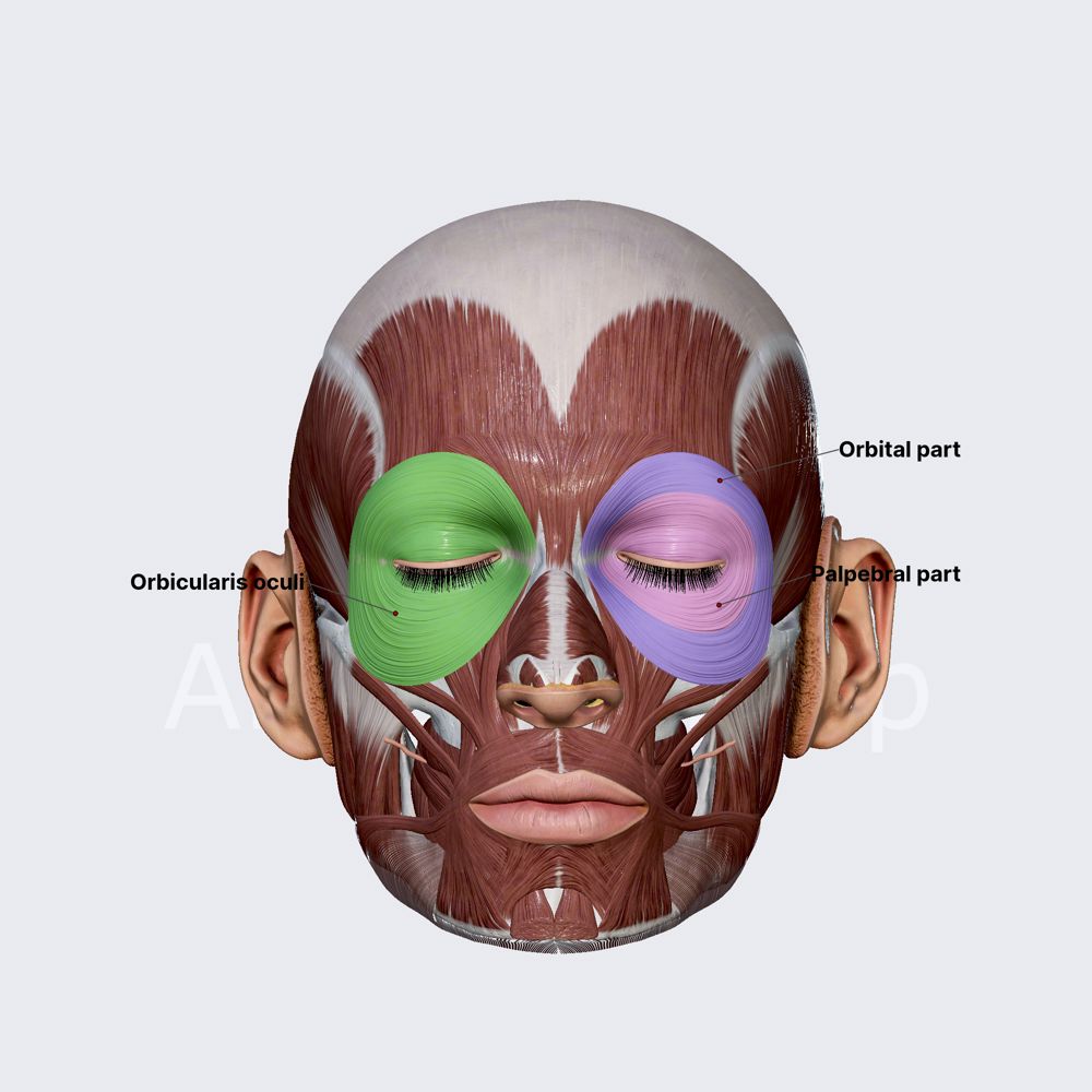 Orbicularis oculi (overview)