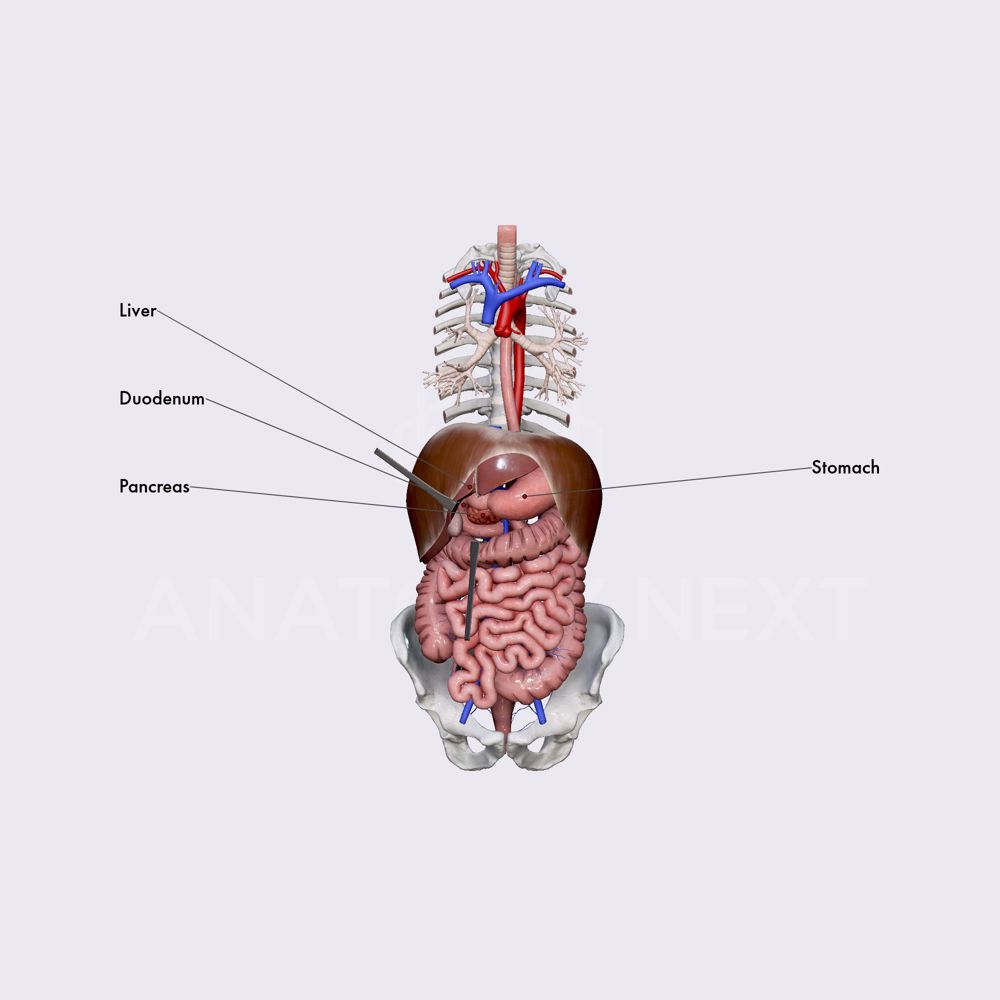 Pancreas (overview)