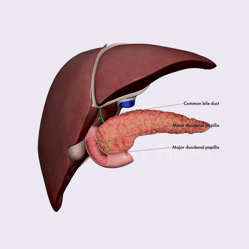 Pancreatic ducts