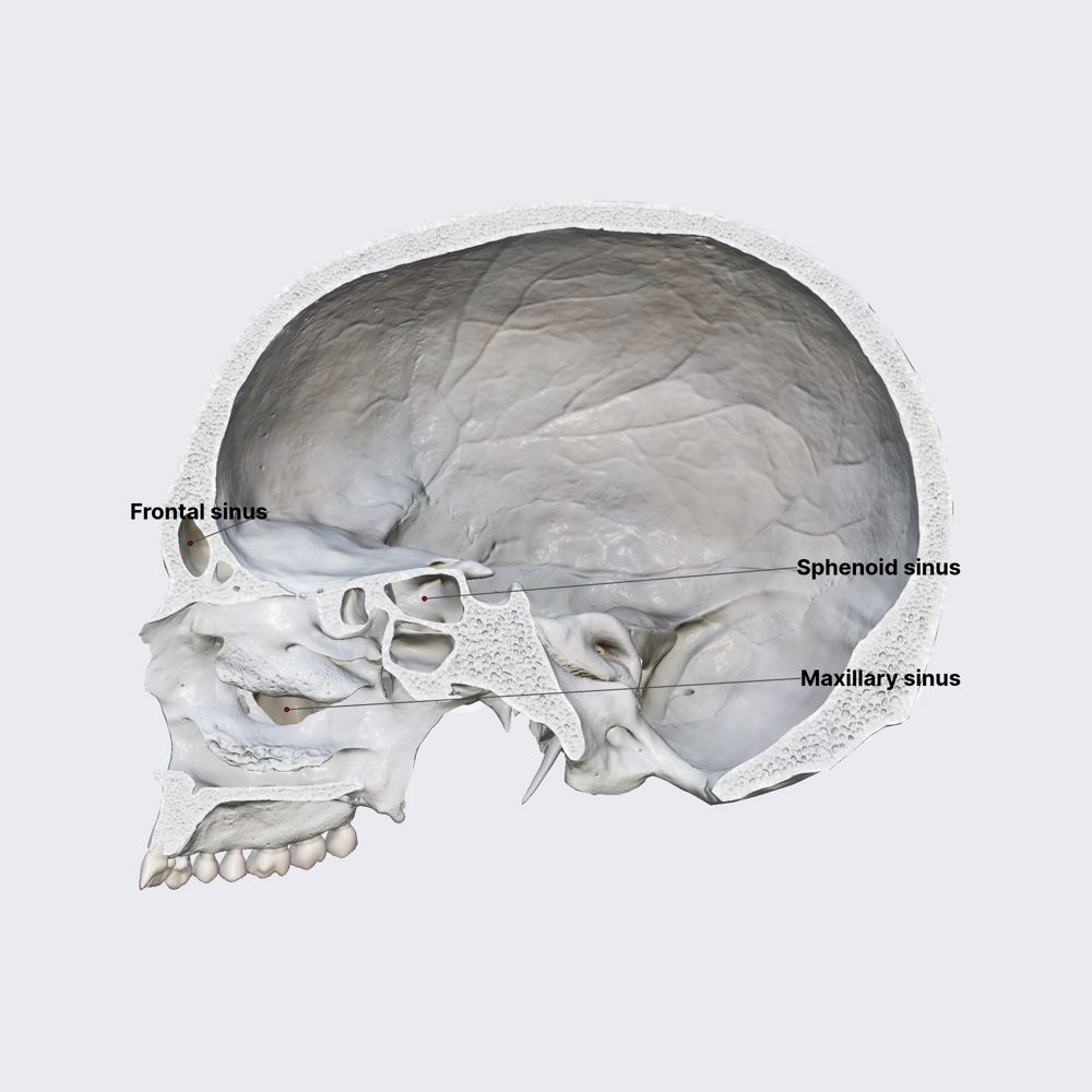 Paranasal sinuses 