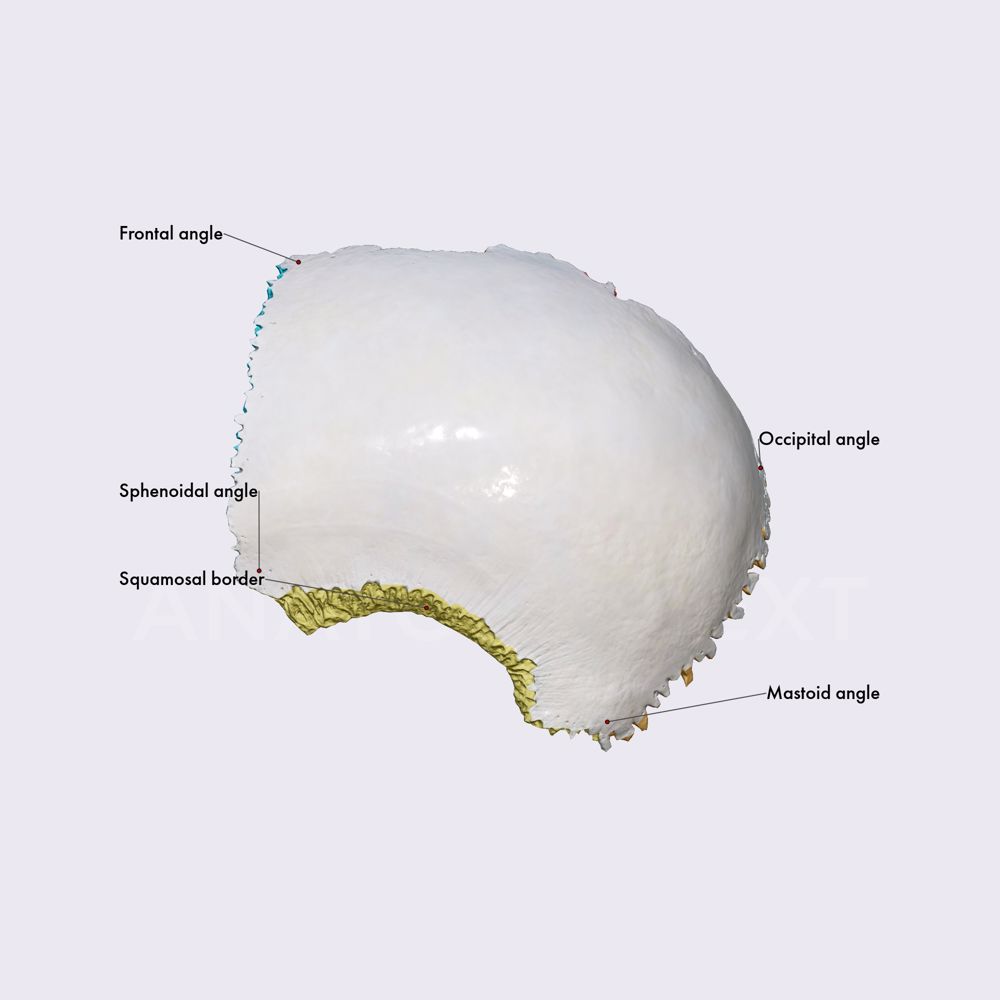 Parietal bone (overview, borders, and angles)