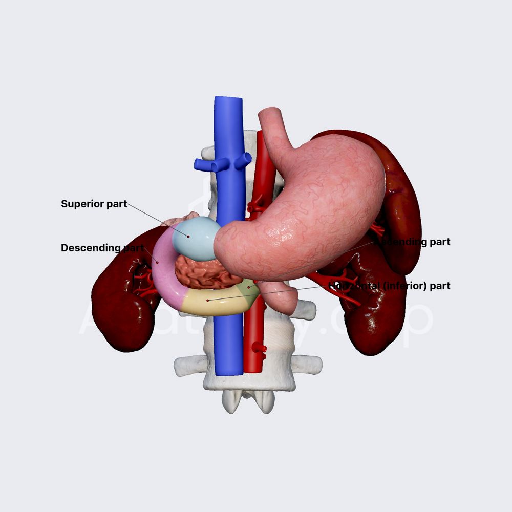 Parts of duodenum | Media Library | Anatomy.app | Learn anatomy | 3D ...