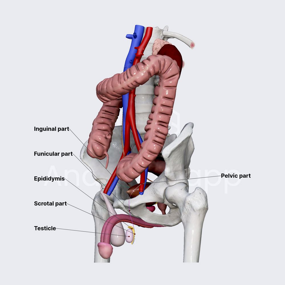 Parts of ductus deferens