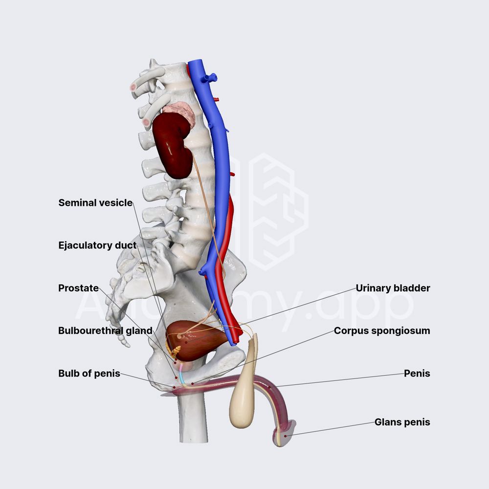 Parts of male urethra