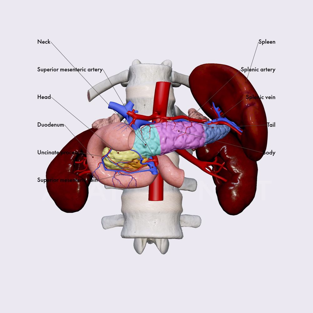Parts of pancreas