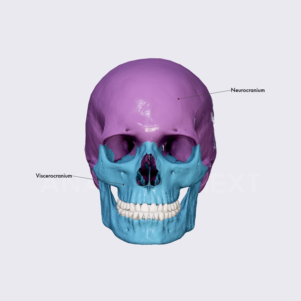 Parts of skull (neurocranium and viscerocranium)