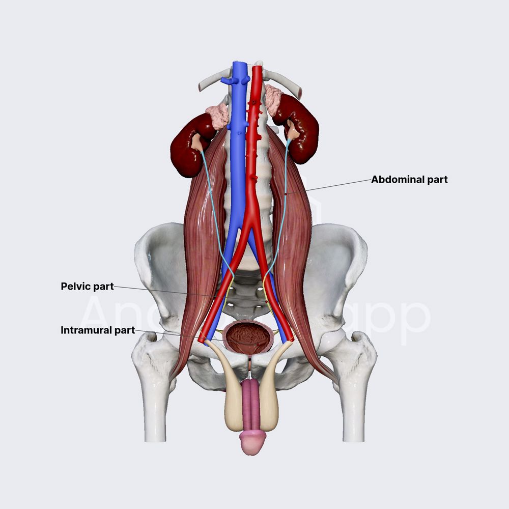 Parts of ureters